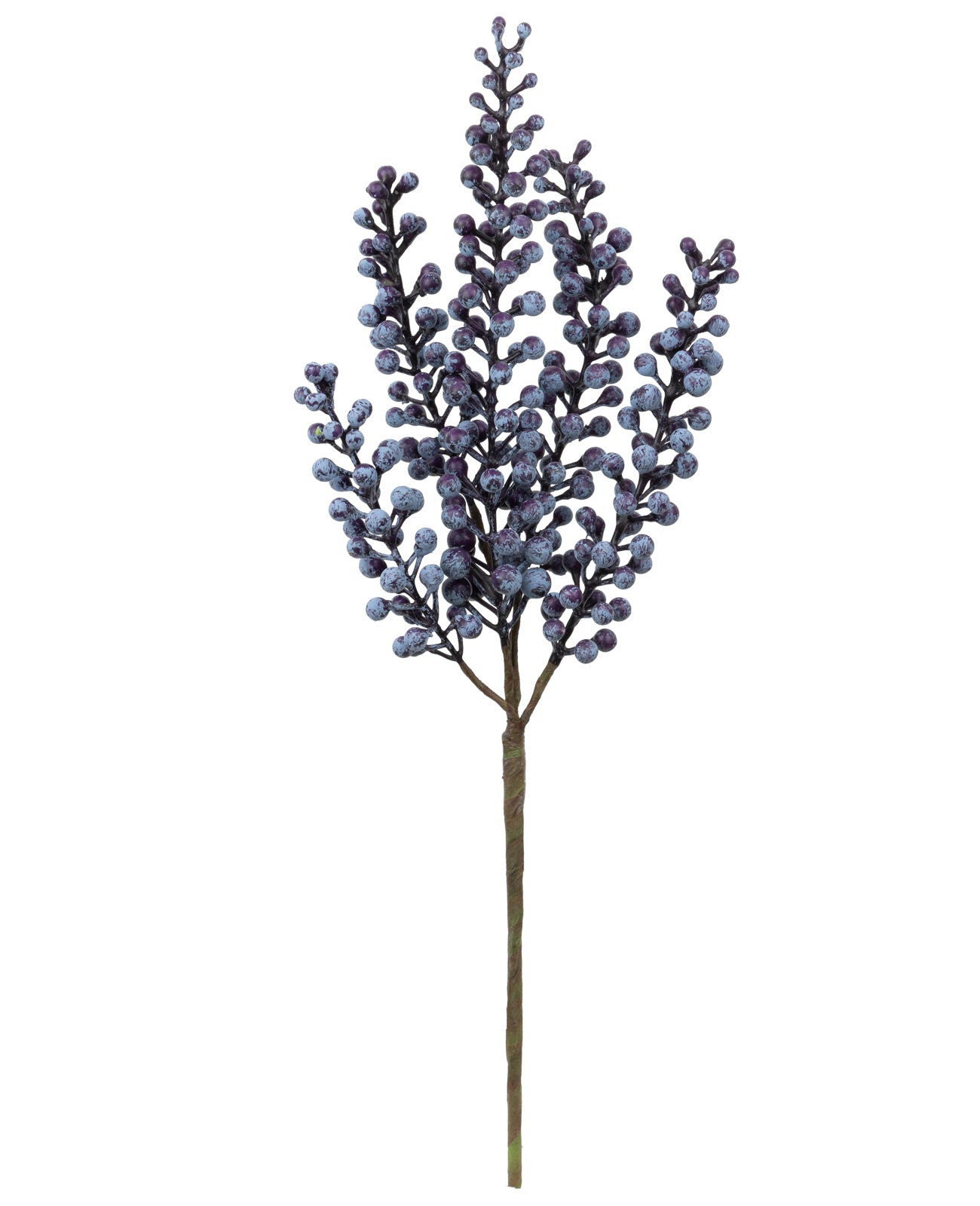 Haste Blueberry 44cm