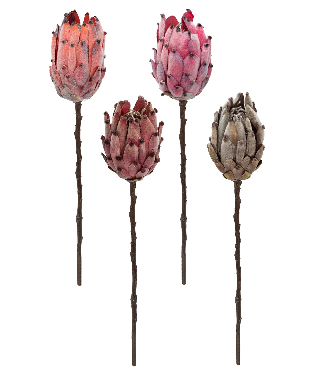 Haste Flor Protea 51cm