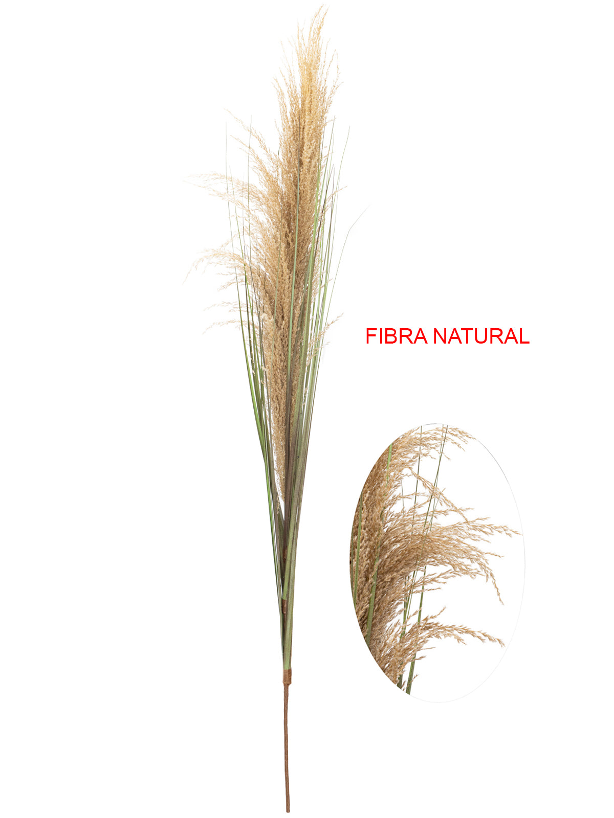 Capim dos Pampas Preservado Artificial 1,5m