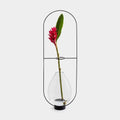 Vaso Decorativo Pollen Helicônia Estrutura Preta e Vidro - M